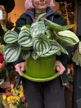 Load image into Gallery viewer, Peperomia argyreia / Watermelon Peperomia - *Local Delivery or Local Pick Up Only*