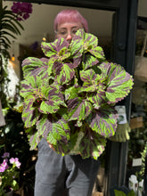 Load image into Gallery viewer, Coleus Tiger / Painted Nettle