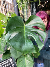 Load image into Gallery viewer, Monstera deliciosa / Cheese Plant - 19cm Pot - *Local Delivery or Local Pick Up Only*