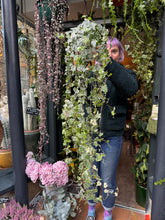 Load image into Gallery viewer, Hedera helix Eva / Variegated Ivy