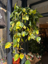 Load image into Gallery viewer, Philodendron scandens Brasil XXL - *Local Delivery or Local Pick Up Only*