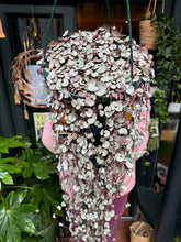 Load image into Gallery viewer, Ceropegia woodii Silver Glory / String of Hearts - 25cm Pot