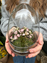 Load image into Gallery viewer, Glass Egg Sealed Terrarium - *Local Delivery or Local Pick Up Only*