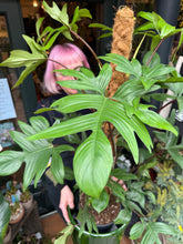 Load image into Gallery viewer, Philodendron pedatum / Oak Leaf Philodendron on Moss Pole - *Local Delivery or Local Pick Up Only*