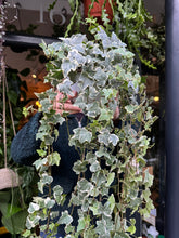 Load image into Gallery viewer, Hedera helix Eva / Variegated Ivy
