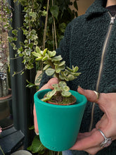 Load image into Gallery viewer, Portulacaria afra Variegata / Elephant Bush