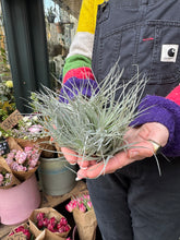 Load image into Gallery viewer, Tillandsia Cotton Candy / Airplant