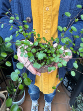 Load image into Gallery viewer, Muehlenbeckia complexa / Maidenhair Vine