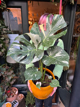 Load image into Gallery viewer, Monstera Thai Constellation / Variegated Cheese Plant - 17cm Pot