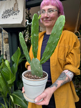 Load image into Gallery viewer, Opuntia cochenillifera / Cochineal Nopal Cactus