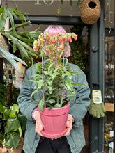 Load image into Gallery viewer, Kalanchoe Lucky Bells