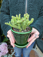 Load image into Gallery viewer, Crassula marnieriana Mini / Worm Plant