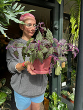 Load image into Gallery viewer, Gynura aurantiaca / Purple Passion Plant