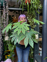Load image into Gallery viewer, Fatsia japonica Spider's Web / Japanese Aralia