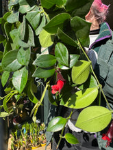 Load image into Gallery viewer, Aeschynanthus Mona Lisa / Lipstick Plant