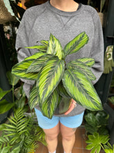 Load image into Gallery viewer, Calathea majestica Princeps / Prayer Plant