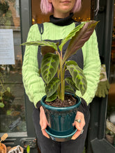 Load image into Gallery viewer, Calathea warscewiczii - Prayer Plant