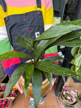 Load image into Gallery viewer, Aspidistra elatior Milky Way / Variegated Cast Iron Plant