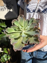 Load image into Gallery viewer, Echeveria shaviana / Mexican Hens and Chicks