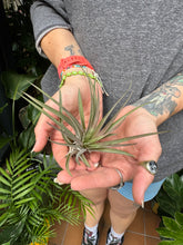 Load image into Gallery viewer, Tillandsia abdita Red / Airplant