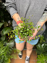 Load image into Gallery viewer, Muehlenbeckia complexa / Maidenhair Vine