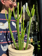 Load image into Gallery viewer, Euphorbia alluaudii / Euphorbia leucodendron