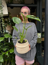 Load image into Gallery viewer, Monstera Thai Constellation / Variegated Cheese Plant