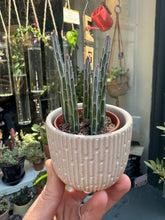 Load image into Gallery viewer, Stapelia stapeliiformis / Pickle Plant