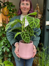 Load image into Gallery viewer, Calathea zebrina / Prayer Plant