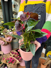 Load image into Gallery viewer, Anthurium andraeanum Essencia / Flamingo Flower