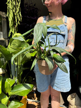 Load image into Gallery viewer, Epipremnum amplissimum Silver / Silver Streak / Silver Stripe