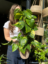 Load image into Gallery viewer, Epipremnum aureum on Moss Pole / Devils Ivy - *Local Delivery or Local Pick Up Only*