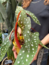 Load image into Gallery viewer, Begonia maculata / Polka Dot Begonia - *Local Delivery or Local Pick Up Only*