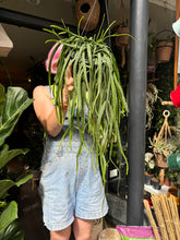 Load image into Gallery viewer, Lepismium bolivianum / Jungle Cactus