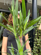 Load image into Gallery viewer, Yucca elephantipes / Spineless Yucca - *Local Delivery Or Pick Up Only *