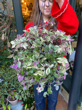 Load image into Gallery viewer, Tradescantia fluminensis Tricolor / Inch Plant
