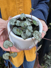 Load image into Gallery viewer, Ceropegia woodii / String of Hearts - 6cm Pot