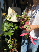 Load image into Gallery viewer, Hoya flamingo Dream / Wax Plant