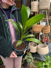 Load image into Gallery viewer, Licuala grandis / Ruffled Fan Palm