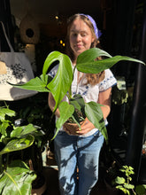 Load image into Gallery viewer, Monstera burle Marx Flame
