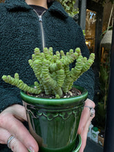 Load image into Gallery viewer, Crassula marnieriana Mini / Worm Plant