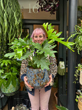 Load image into Gallery viewer, Philodendron bipinnatifidum Hope / Split Leaf Philodendron - *Local Delivery or Local Pick Up Only*