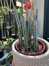Load image into Gallery viewer, Stapelia stapeliiformis / Pickle Plant