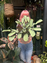 Load image into Gallery viewer, Ctenanthe amagris / Prayer Plant
