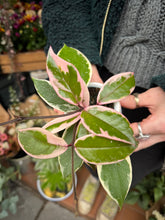 Load image into Gallery viewer, Hoya flamingo Dream / Wax Plant