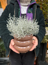 Load image into Gallery viewer, Calocephalus brownii / Cushion Bush