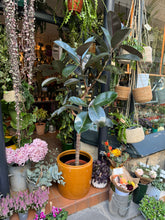 Load image into Gallery viewer, Ficus elastica Burgundy Tree / Rubber Plant - *Local Delivery or Local Pick Up Only*