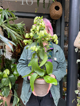 Load image into Gallery viewer, Kalanchoe pinnata / Magic Bells / Cathedral Bells