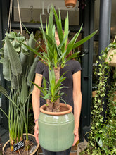 Load image into Gallery viewer, Yucca elephantipes / Spineless Yucca - *Local Delivery Or Pick Up Only *