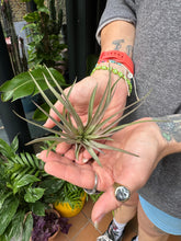Load image into Gallery viewer, Tillandsia abdita Red / Airplant